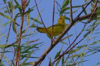 Yellow Warbler fall 